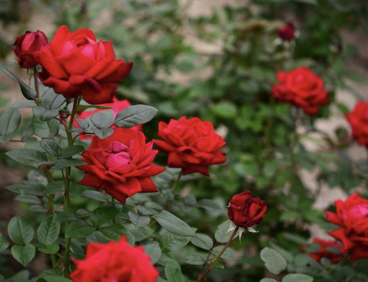 Home hoa hồng nhung đỏ ingrid bergman