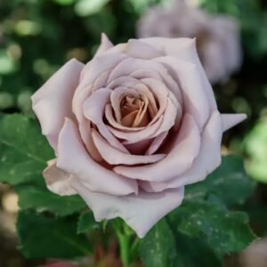 hoa hồng ngoại kokoloko