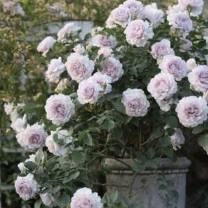 hoa hồng tím new wave