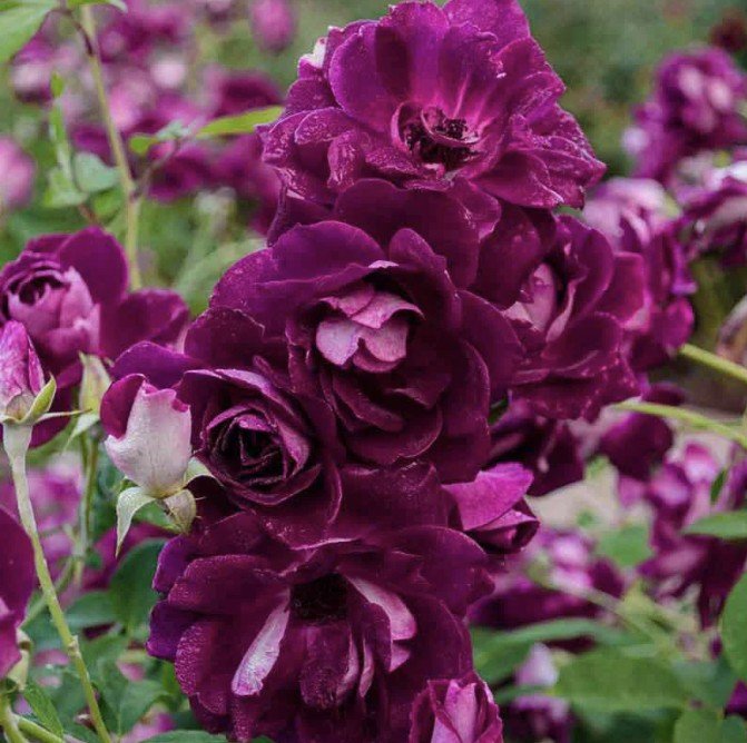 hoa hồng tím burgundy iceberg hoa hồng tím burgundy iceberg