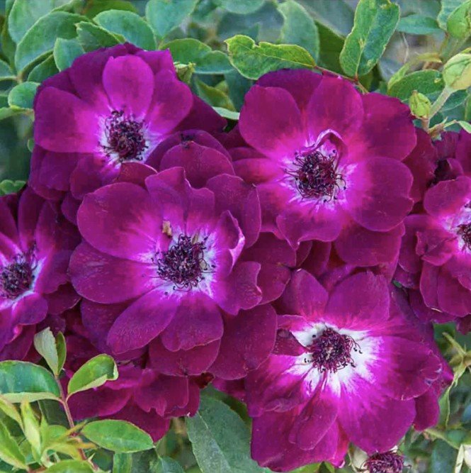 hoa hồng tím burgundy iceberg hoa hồng tím burgundy iceberg