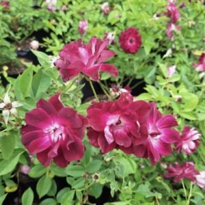 hoa hồng tím burgundy iceberg