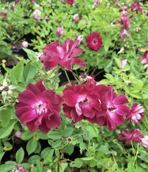 hoa hồng tím burgundy iceberg hoa hồng tím burgundy iceberg