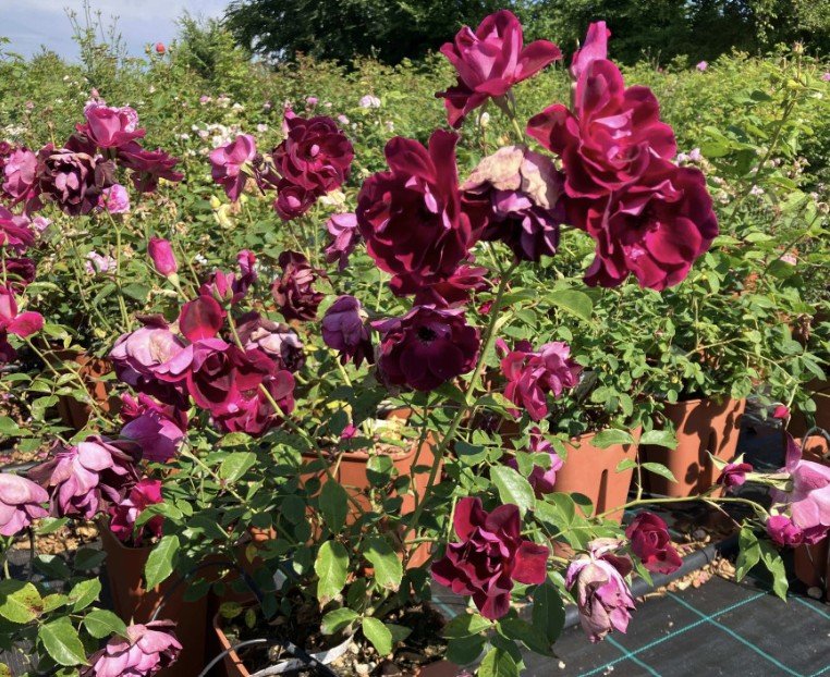 hoa hồng tím burgundy iceberg hoa hồng tím burgundy iceberg