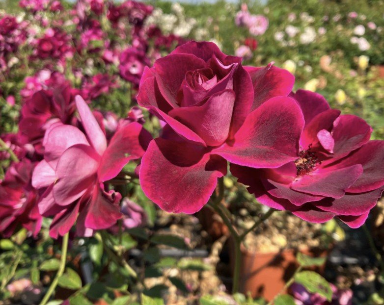 hoa hồng tím burgundy iceberg hoa hồng tím burgundy iceberg