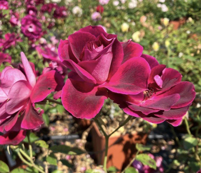 hoa hồng tím burgundy iceberg hoa hồng tím burgundy iceberg