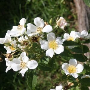 hoa hồng r moschata