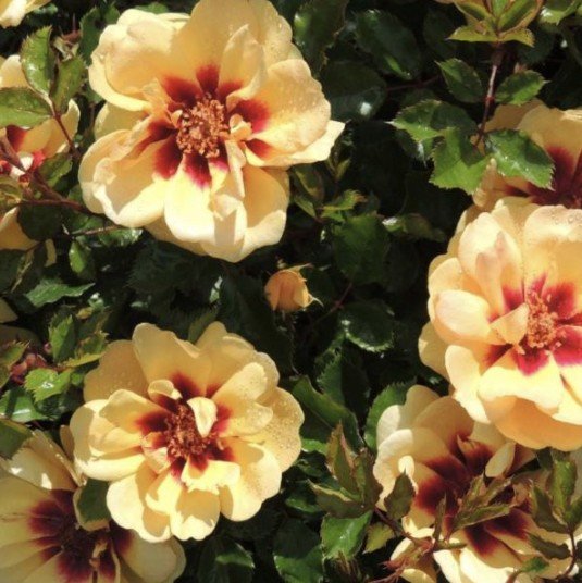 hoa hồng babylon hoa hồng babylon