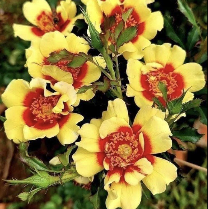 hoa hồng babylon hoa hồng babylon