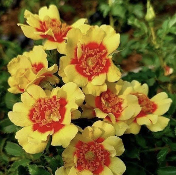 hoa hồng babylon hoa hồng babylon