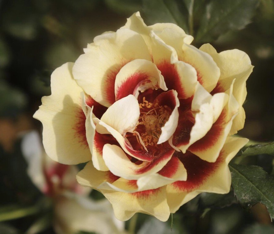 hoa hồng babylon hoa hồng babylon