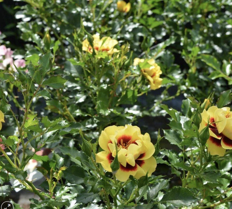 hoa hồng babylon hoa hồng babylon