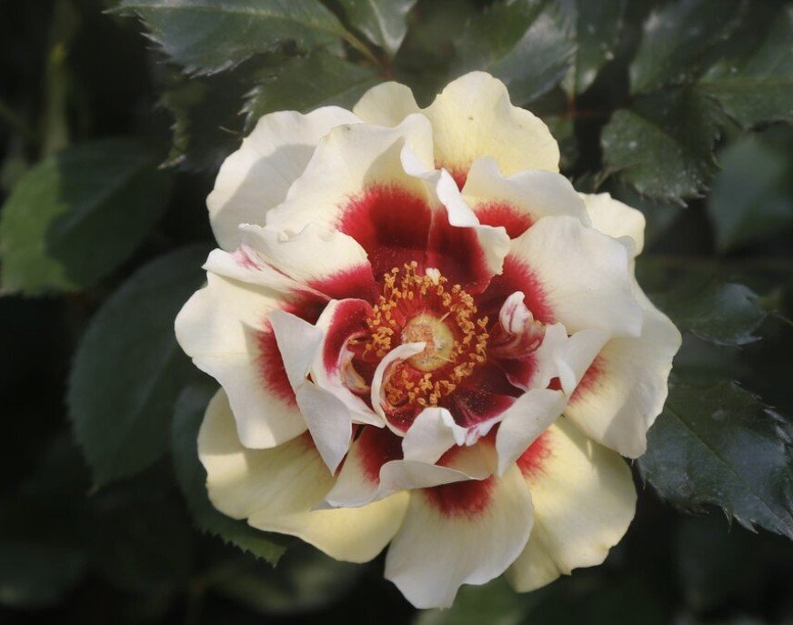 hoa hồng babylon hoa hồng babylon