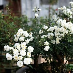 hoa hồng bạch trà