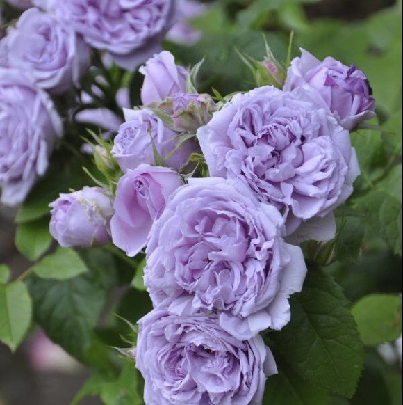 hoa hồng blue sky hoa hồng blue sky