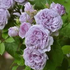 hoa hồng blue sky hoa hồng blue sky