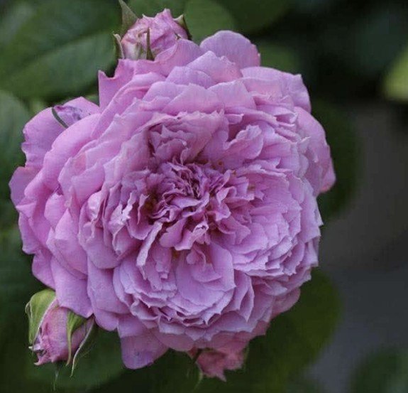 hoa hồng blue sky hoa hồng blue sky