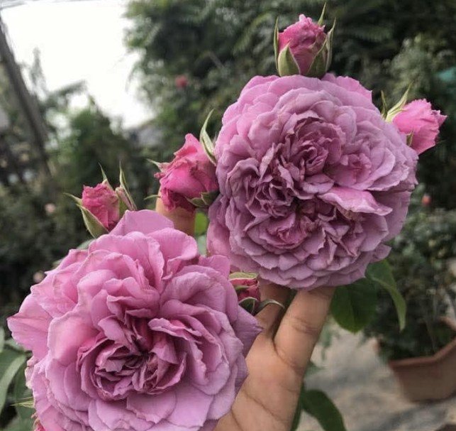 hoa hồng blue sky hoa hồng blue sky