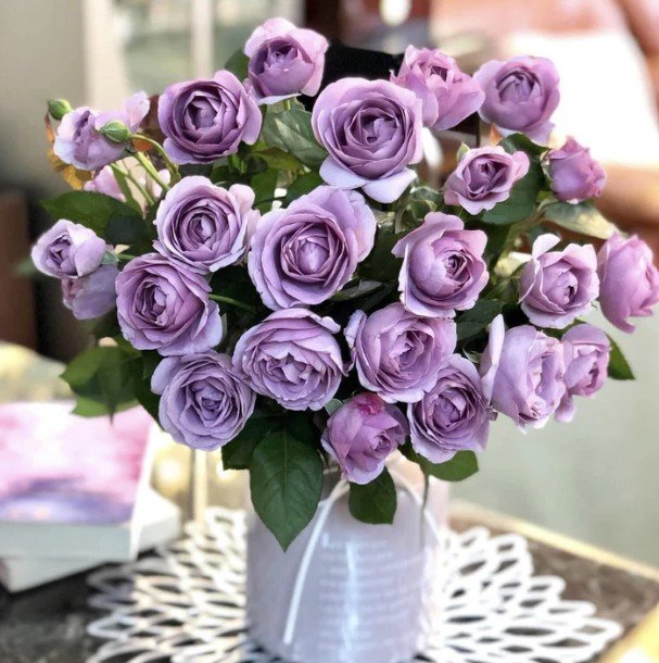 hoa hồng blue storm hoa hồng blue storm