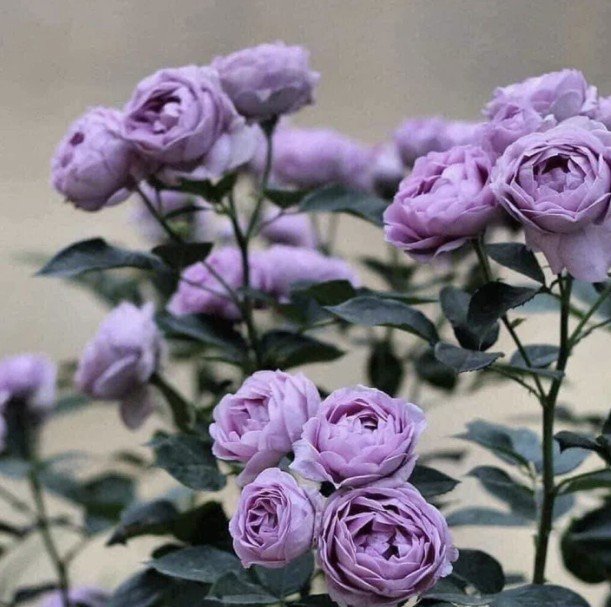 hoa hồng blue storm hoa hồng blue storm