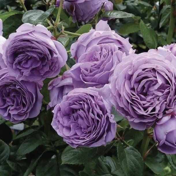 hoa hồng blue storm hoa hồng blue storm