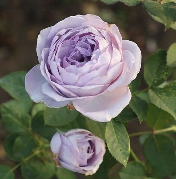 hoa hồng blue storm hoa hồng blue storm