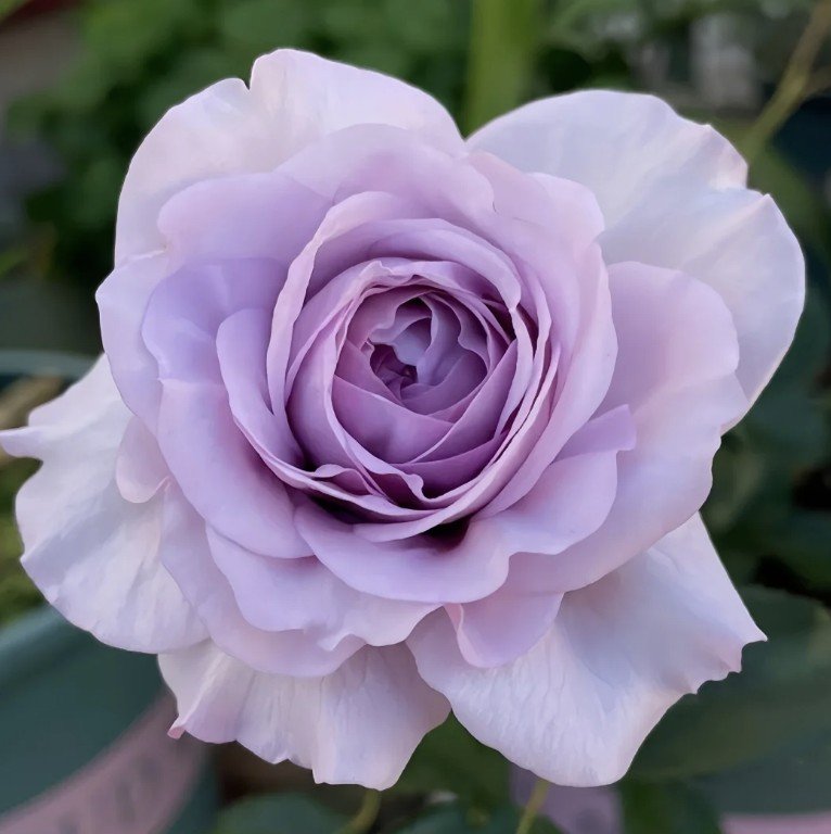 hoa hồng blue storm hoa hồng blue storm