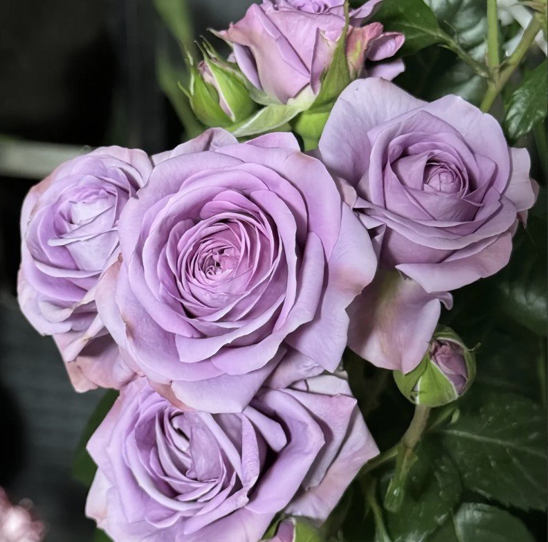 hoa hồng blue storm hoa hồng blue storm