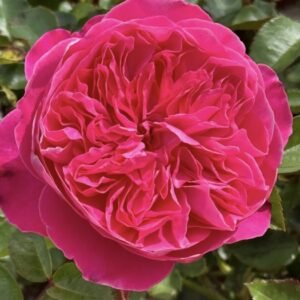 hoa hồng bụi accademia