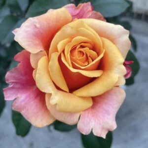 hoa hồng bụi cam cherry brandy