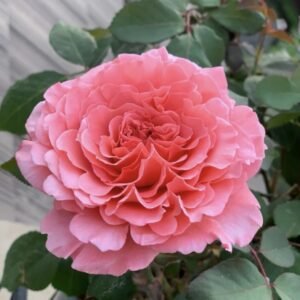 hoa hồng bụi cam laurent cabrol