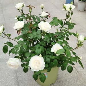 hoa hồng bụi princess miyuki