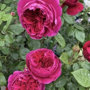 hoa hồng bụi hồng yves catina