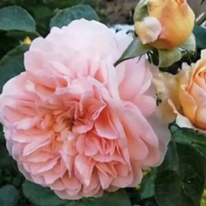 hoa hồng bụi afternoon delight