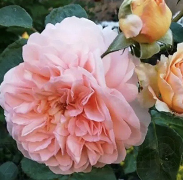 hoa hồng bụi afternoon delight hoa hồng bụi afternoon delight