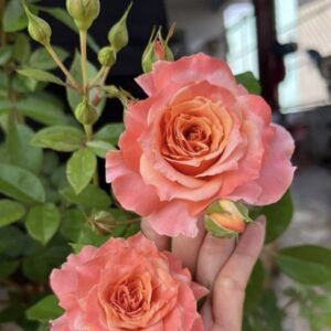 hoa hồng bụi cam tuva orange cup