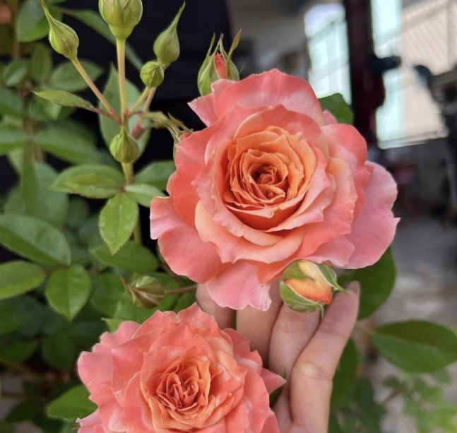 hoa hồng bụi cam tuva orange cup hoa hồng bụi cam tuva orange cup