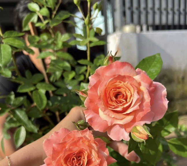 hoa hồng bụi cam tuva orange cup hoa hồng bụi cam tuva orange cup