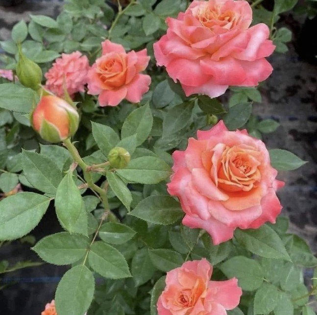 hoa hồng bụi cam tuva orange cup hoa hồng bụi cam tuva orange cup