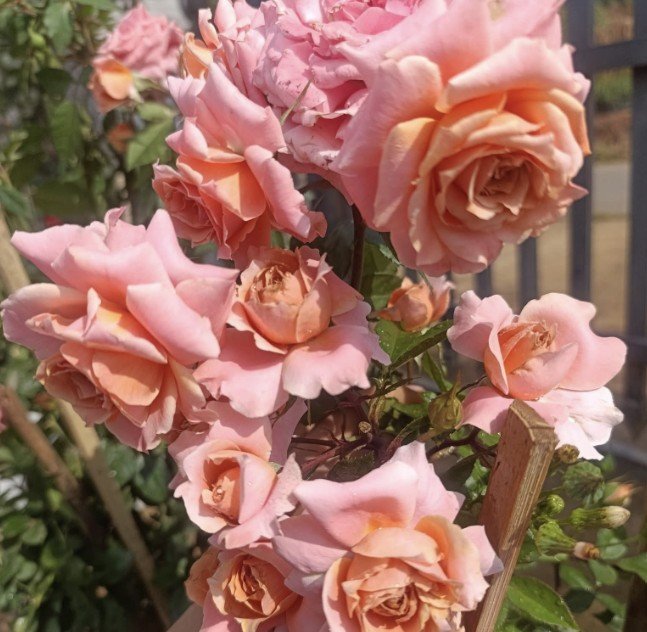 hoa hồng bụi cam tuva orange cup hoa hồng bụi cam tuva orange cup