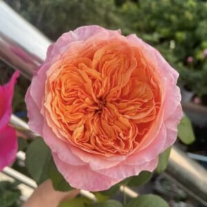 hoa hồng bụi cam victoria secret