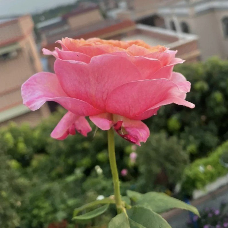 hoa hồng bụi cam victoria secret hoa hồng bụi cam victoria secret