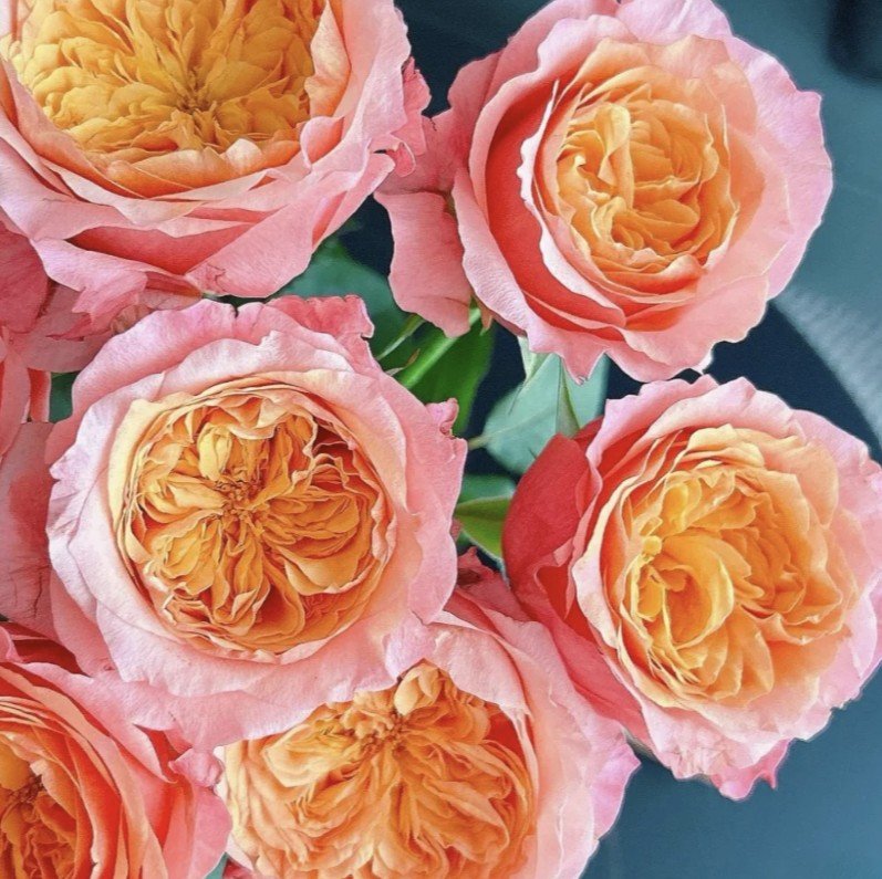 hoa hồng bụi cam victoria secret hoa hồng bụi cam victoria secret