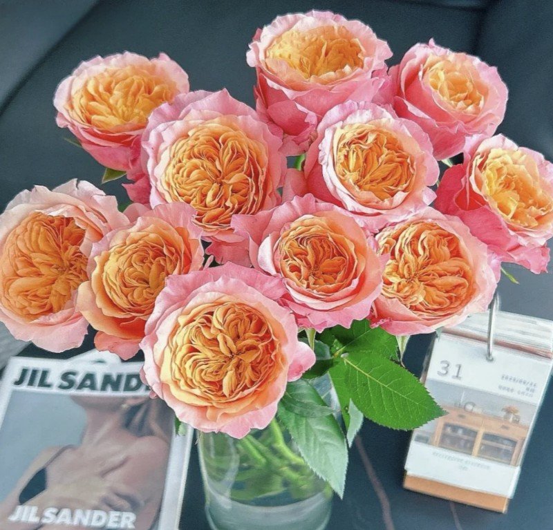 hoa hồng bụi cam victoria secret hoa hồng bụi cam victoria secret