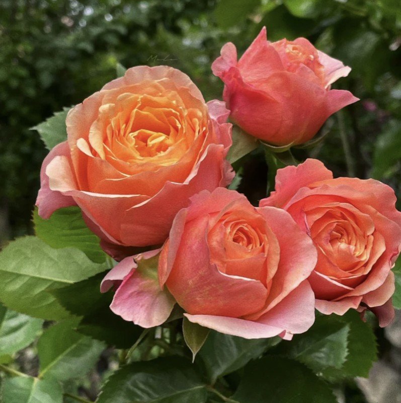 hoa hồng bụi cam victoria secret hoa hồng bụi cam victoria secret