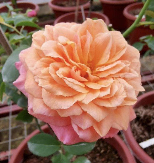 hoa hồng bụi cam victoria secret hoa hồng bụi cam victoria secret