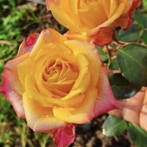 hoa hồng bụi jocker