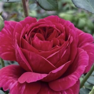 hoa hồng bụi princess miyuki