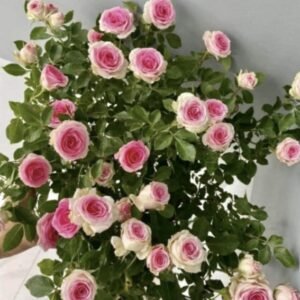 hoa hồng bụi mini eden