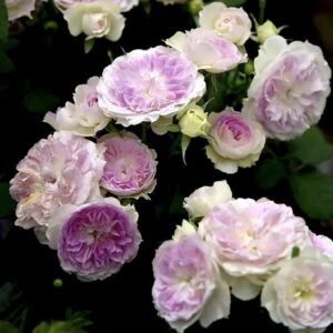 hoa hồng bụi thơm blue moon stone